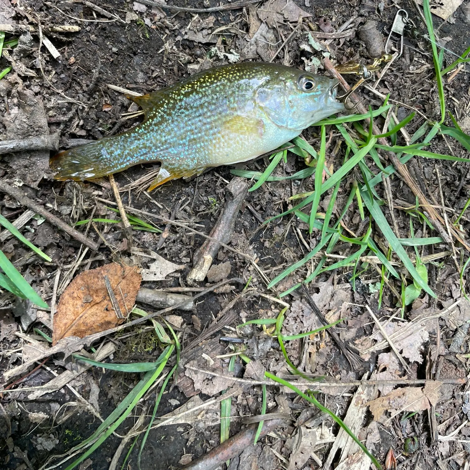 Bluegill caught on Fishbrain