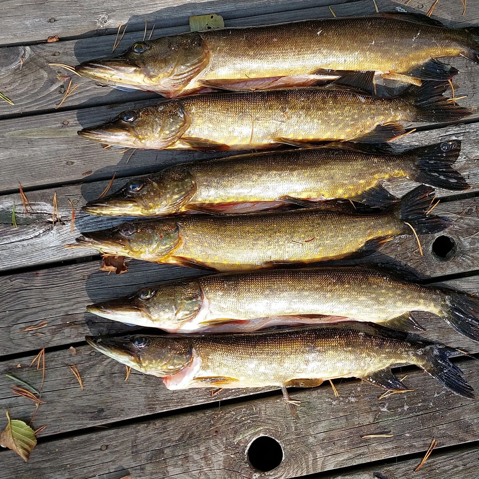 recently logged catches