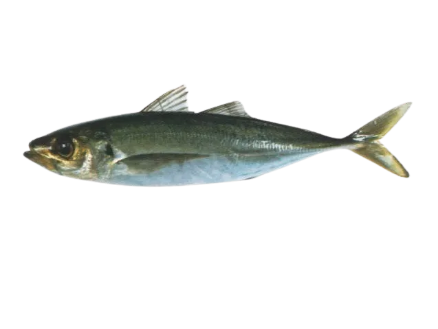 Greenback horse mackerel