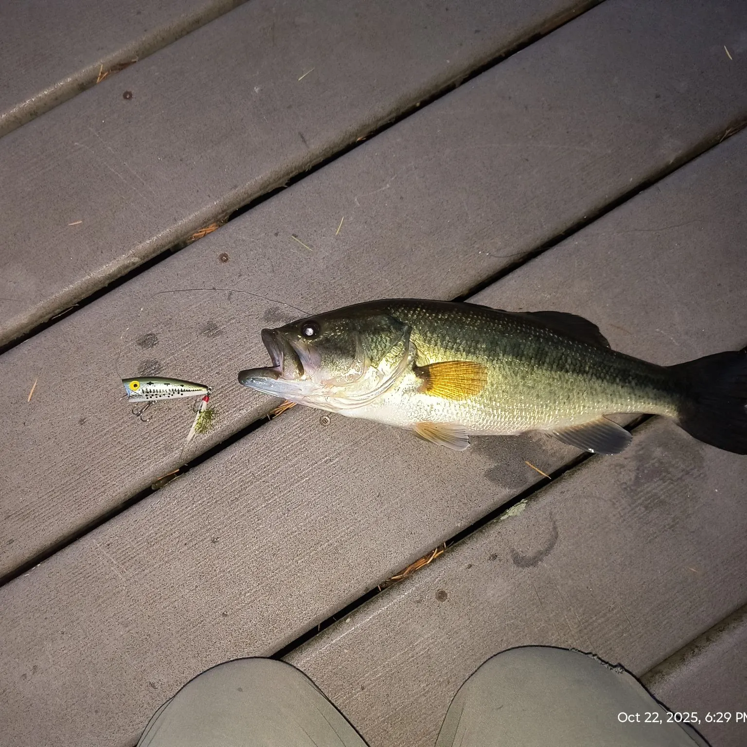 recently logged catches