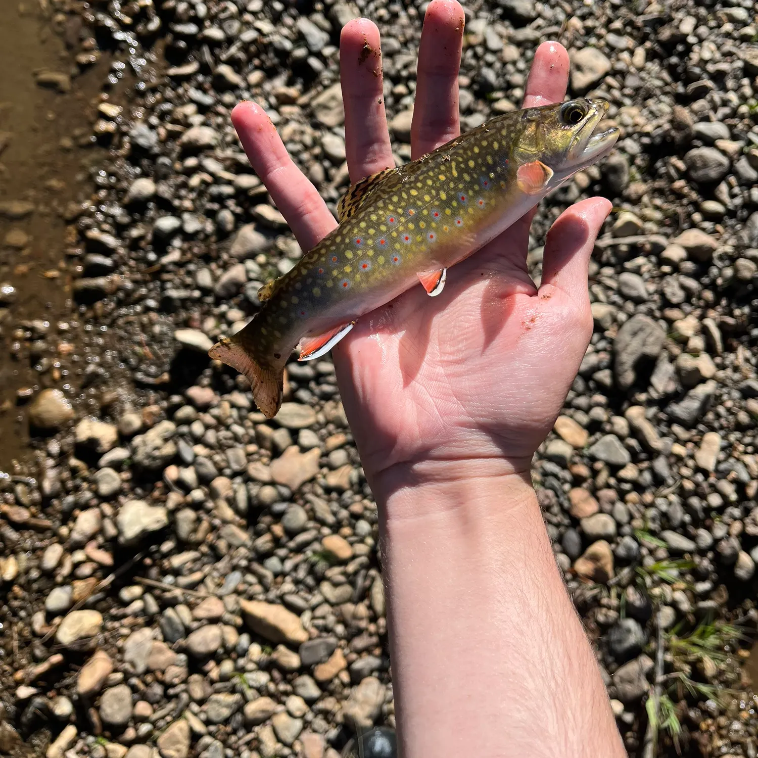 Brook trout caught on Fishbrain