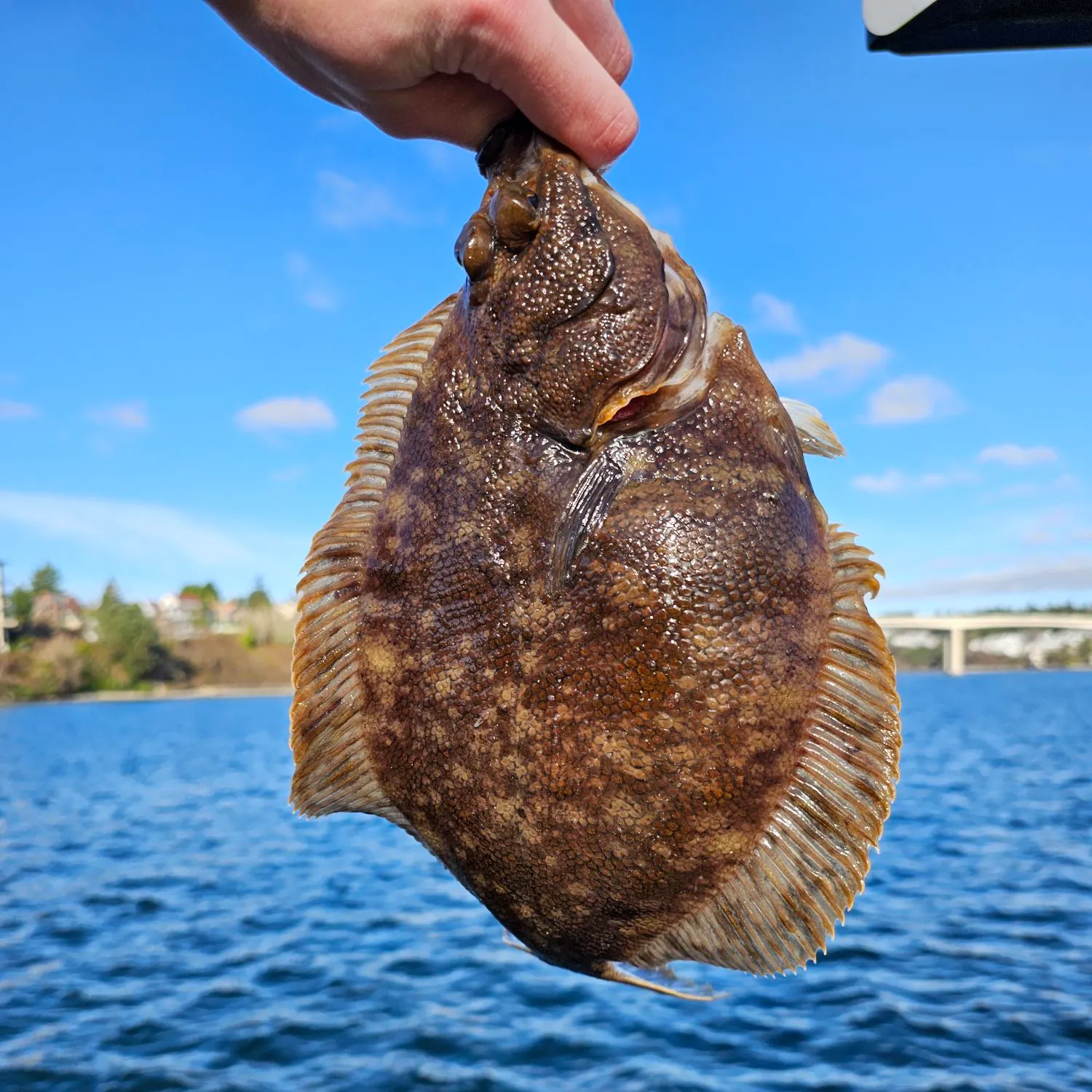 The most recent Northern rock sole catches on Fishbrain