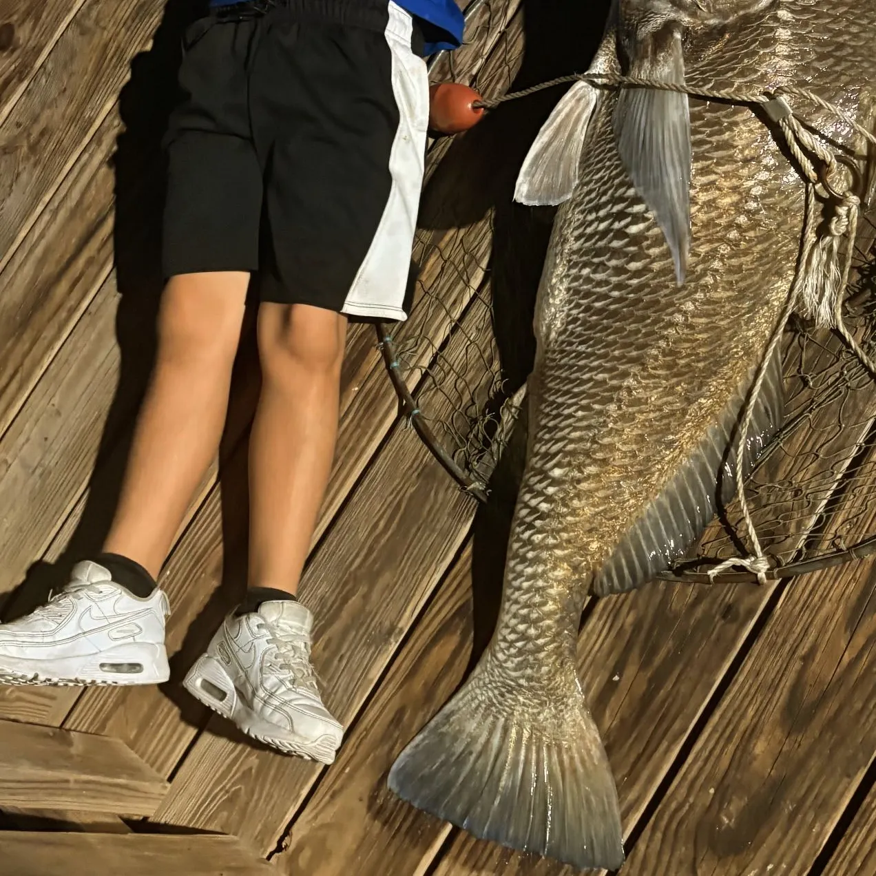 Black drum caught on Fishbrain