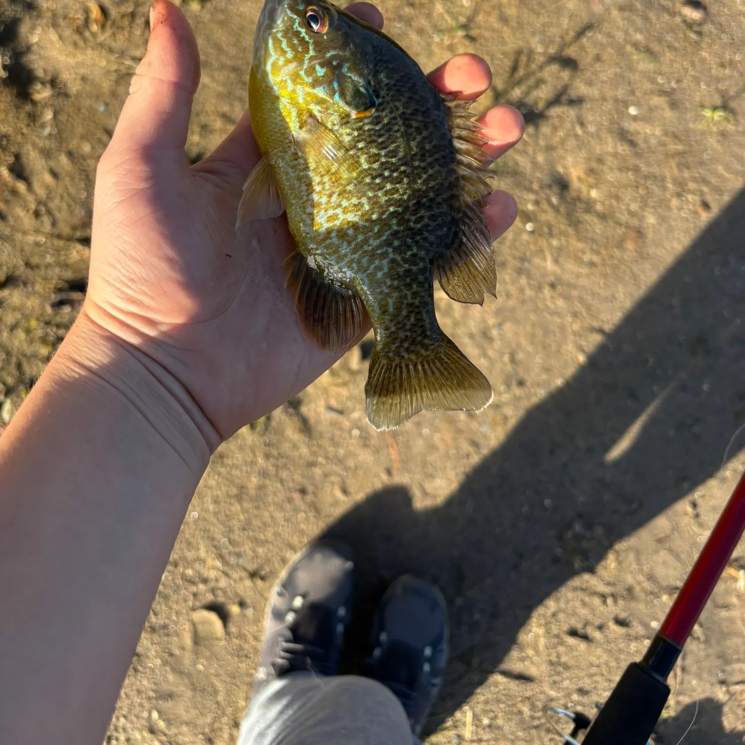 Greengill hybrid caught on Fishbrain