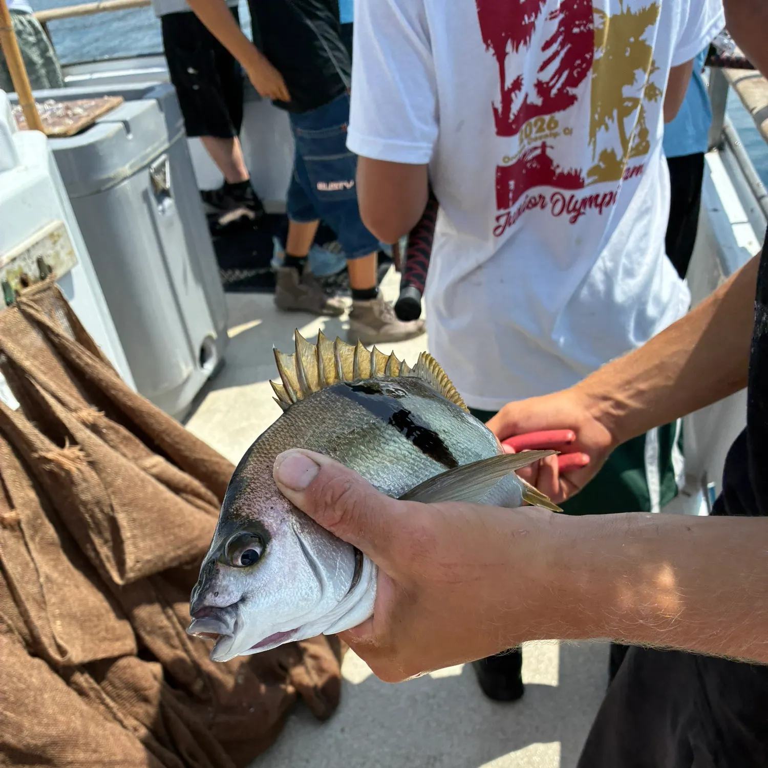 The most recent Sargo catches on Fishbrain