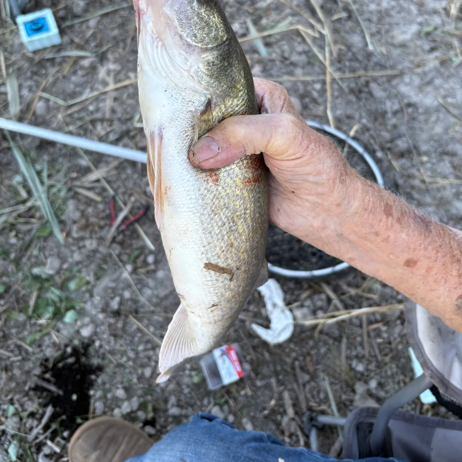 Walleye caught on Fishbrain