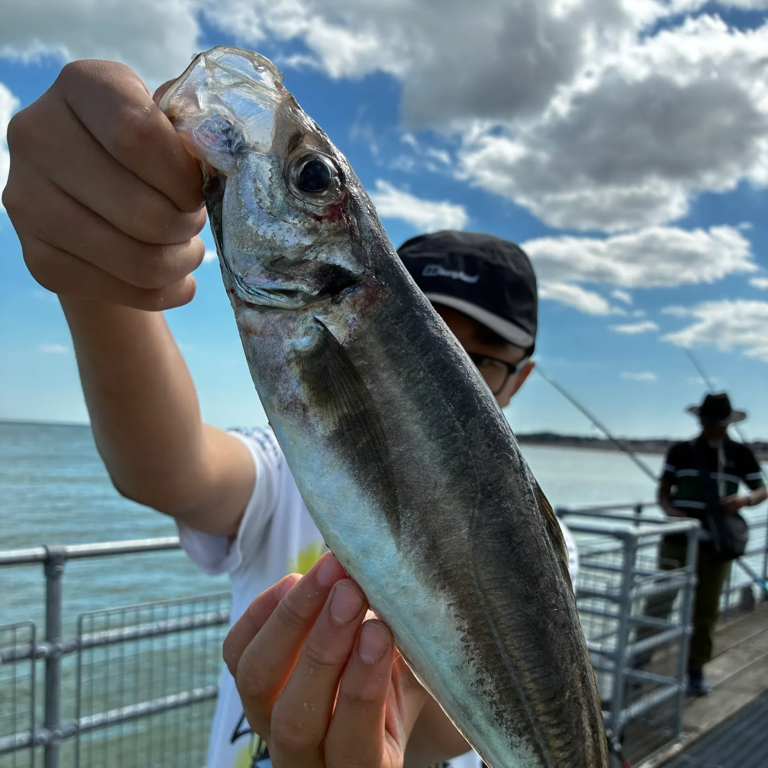 The most recent Mackerel scad catches on Fishbrain