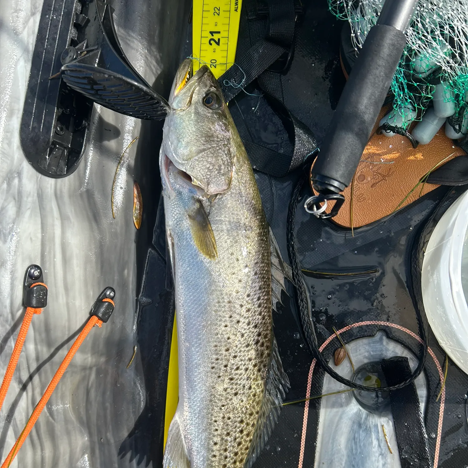Spotted seatrout caught on Fishbrain