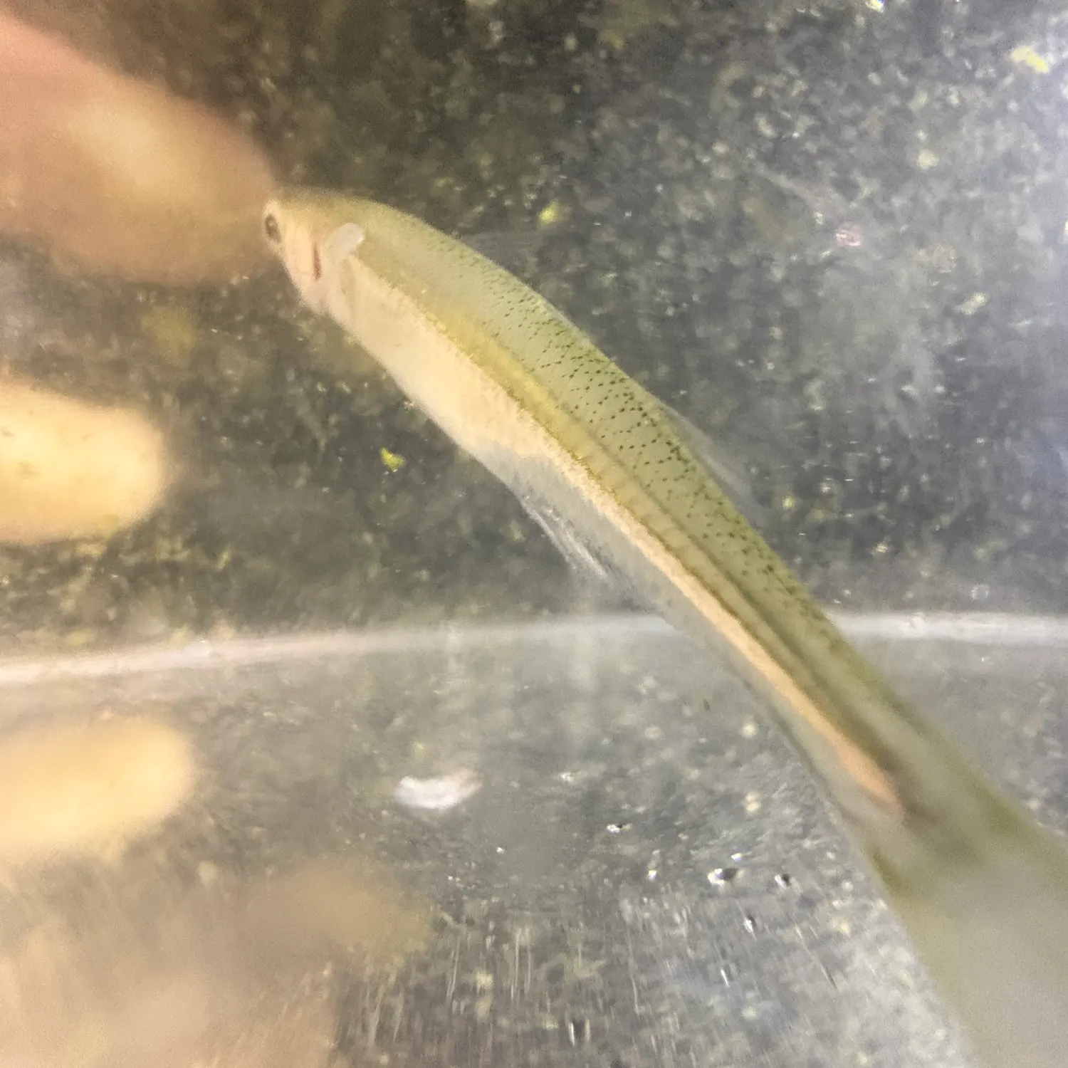 The most recent Mississippi silverside catches on Fishbrain