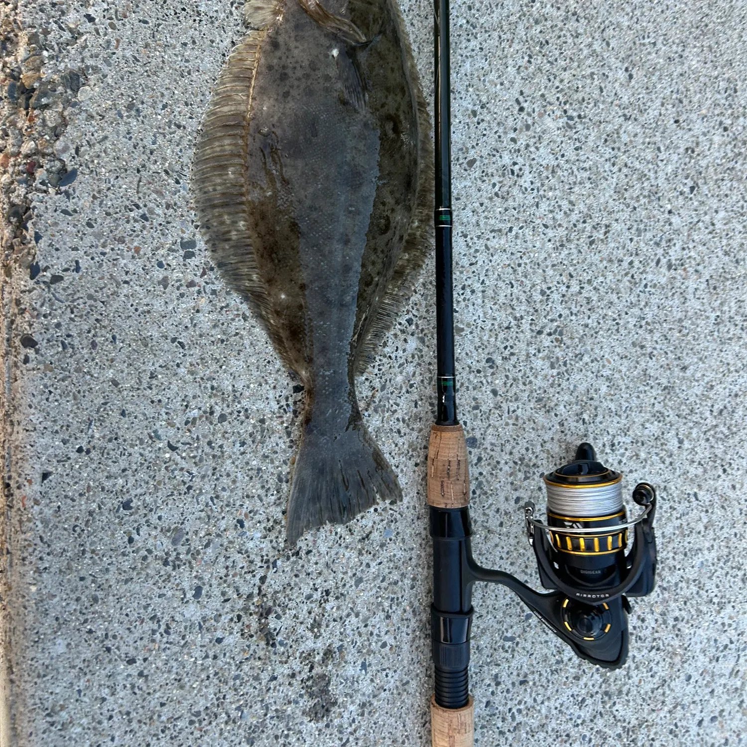 The most recent California halibut catches on Fishbrain