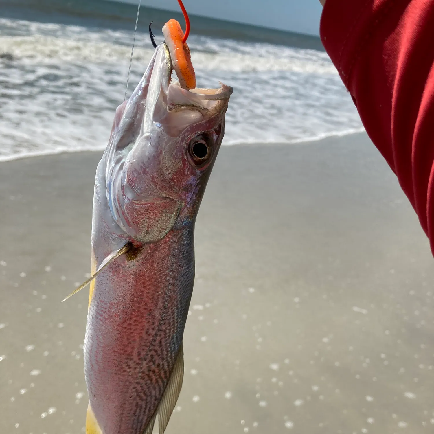 The most recent Gray weakfish catches on Fishbrain