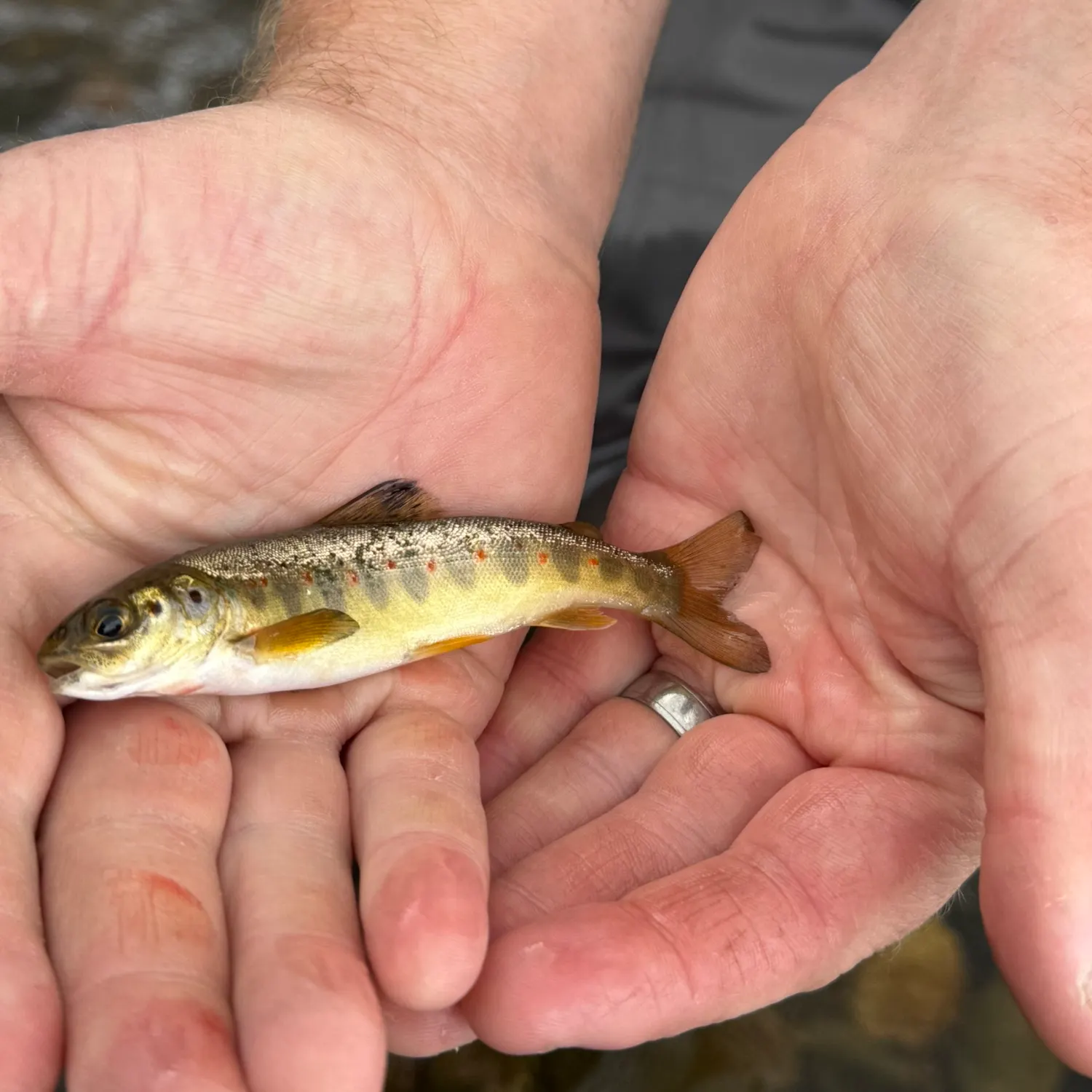 Brown trout caught on Fishbrain