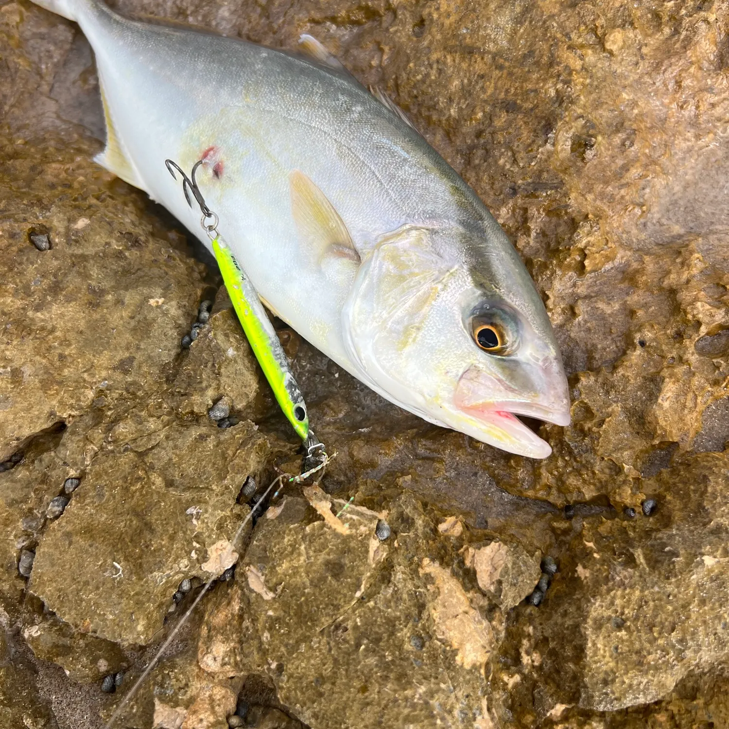 The most recent Greater amberjack catches on Fishbrain