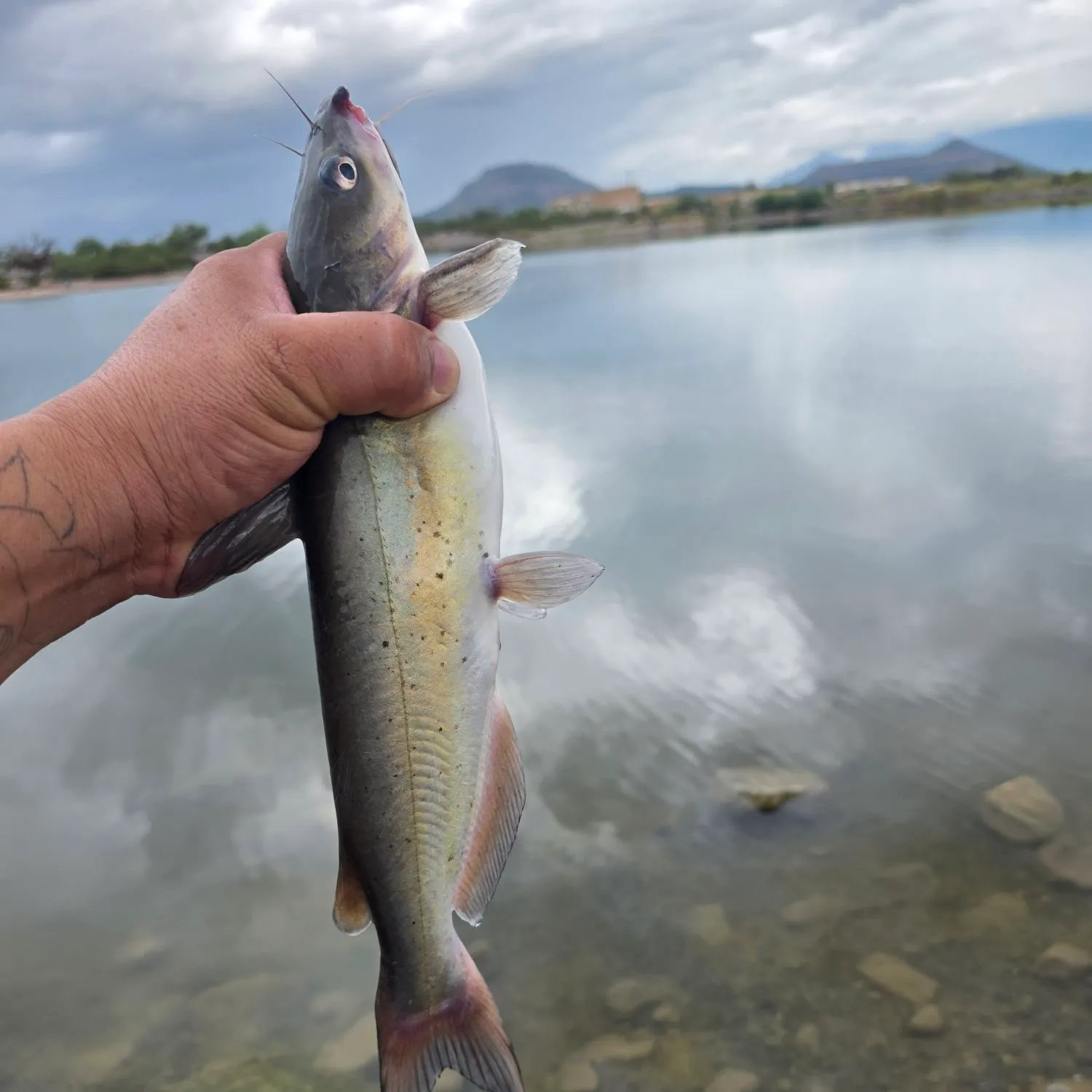 Channel catfish caught on Fishbrain