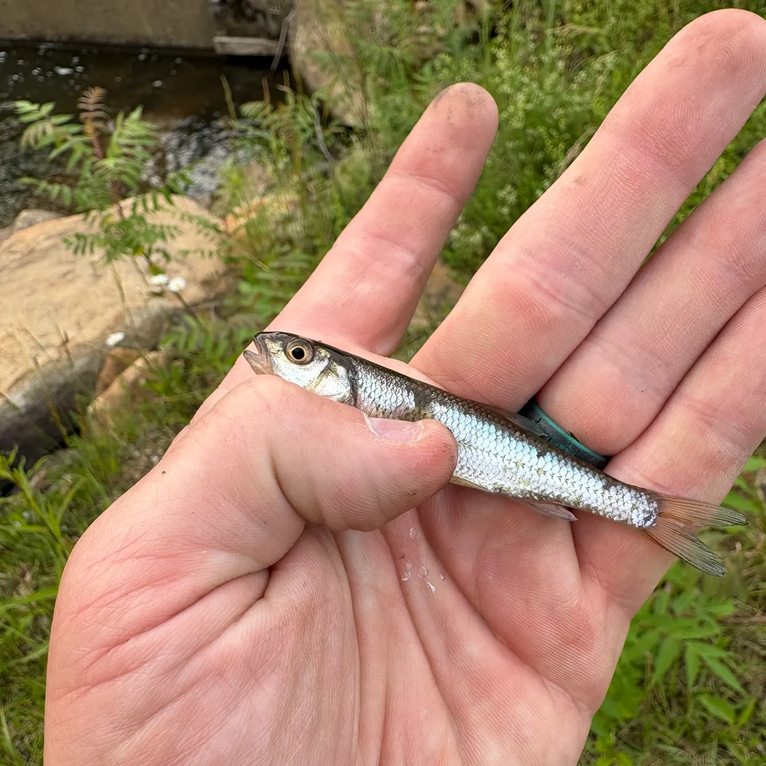 The most recent Eastern silvery minnow catches on Fishbrain
