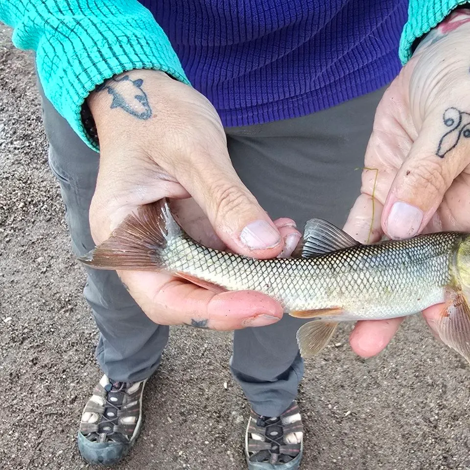 The most recent Longnose sucker catches on Fishbrain
