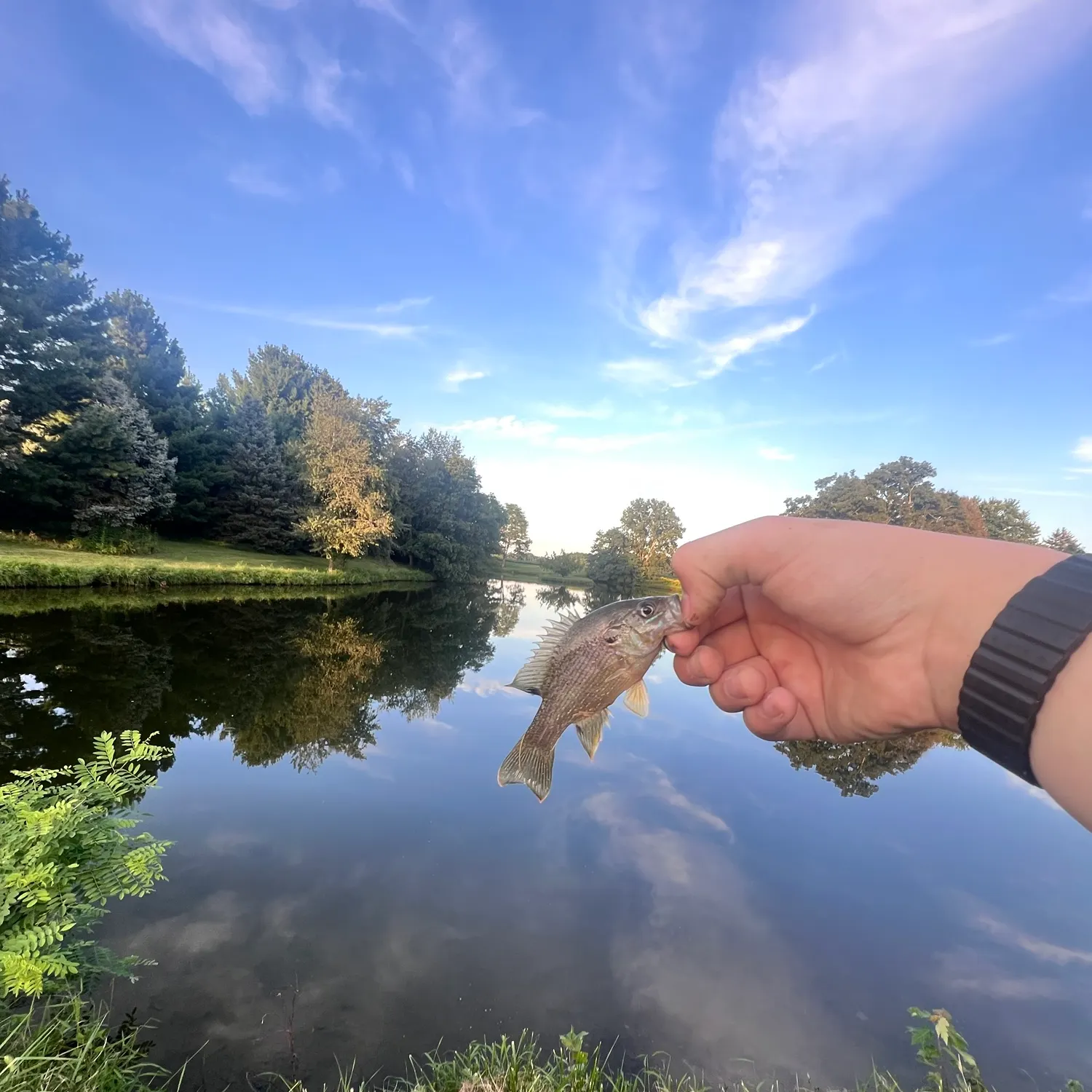 Redear x bluegill caught on Fishbrain