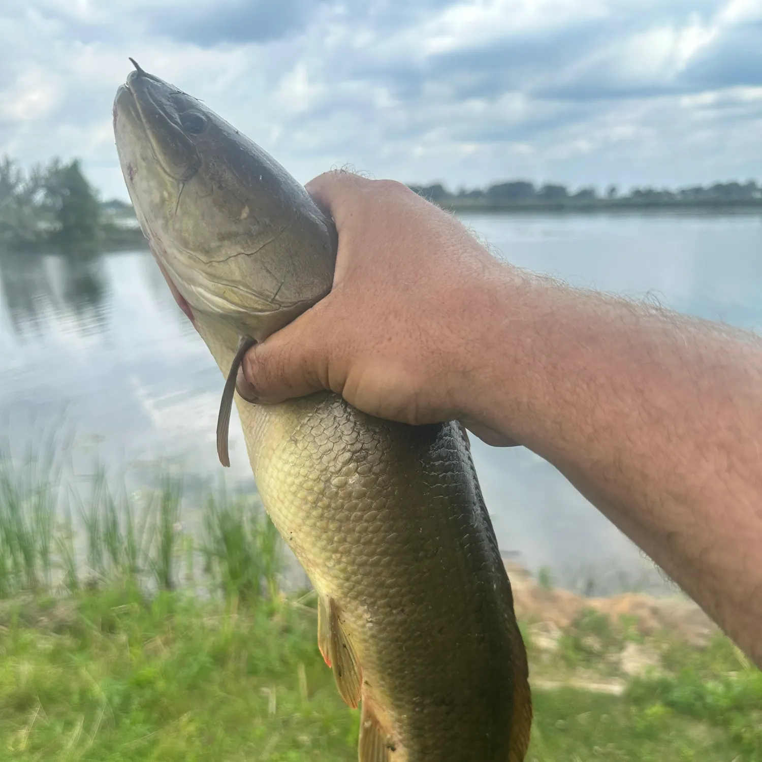 The most recent Eyetail bowfin catches on Fishbrain