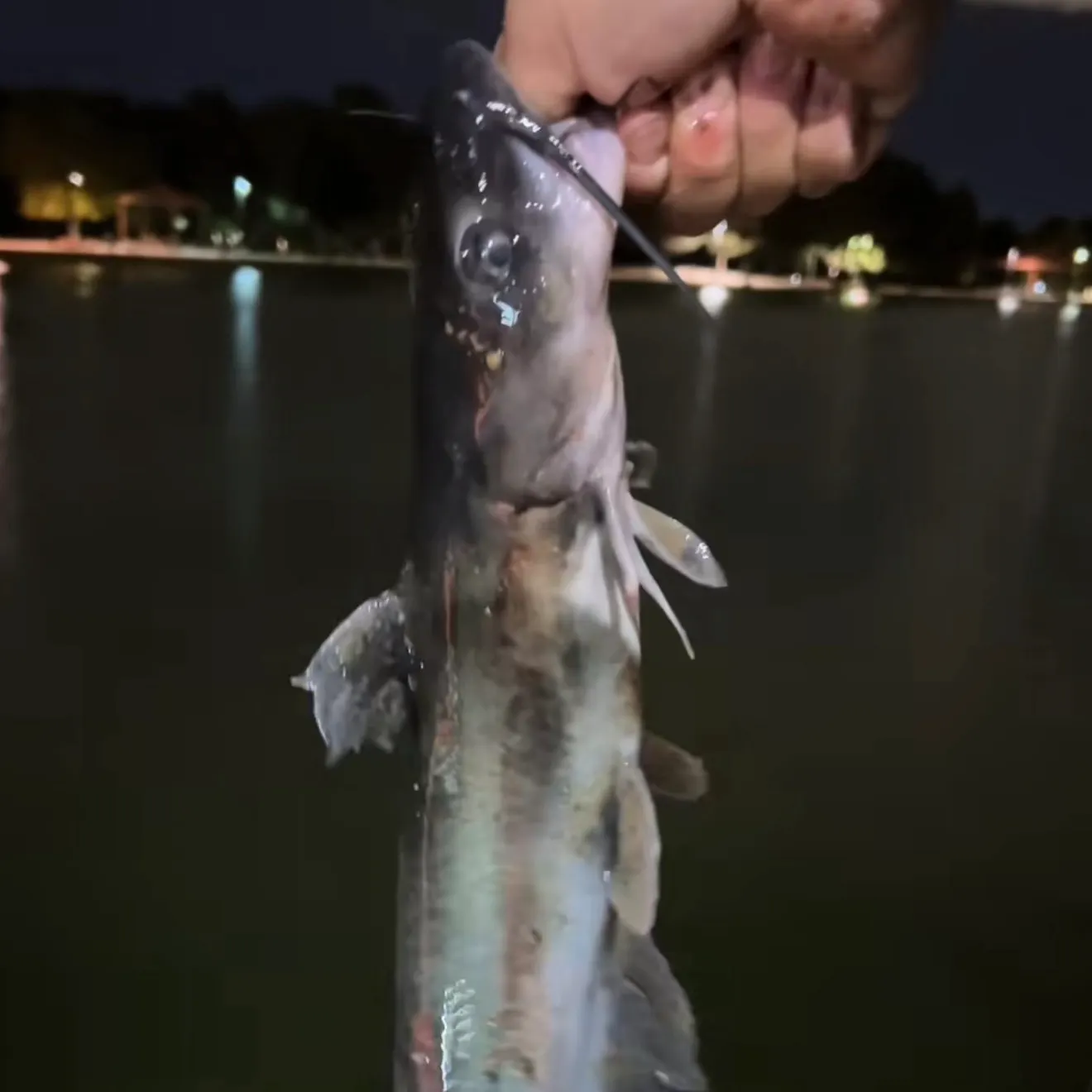 White bullhead caught on Fishbrain
