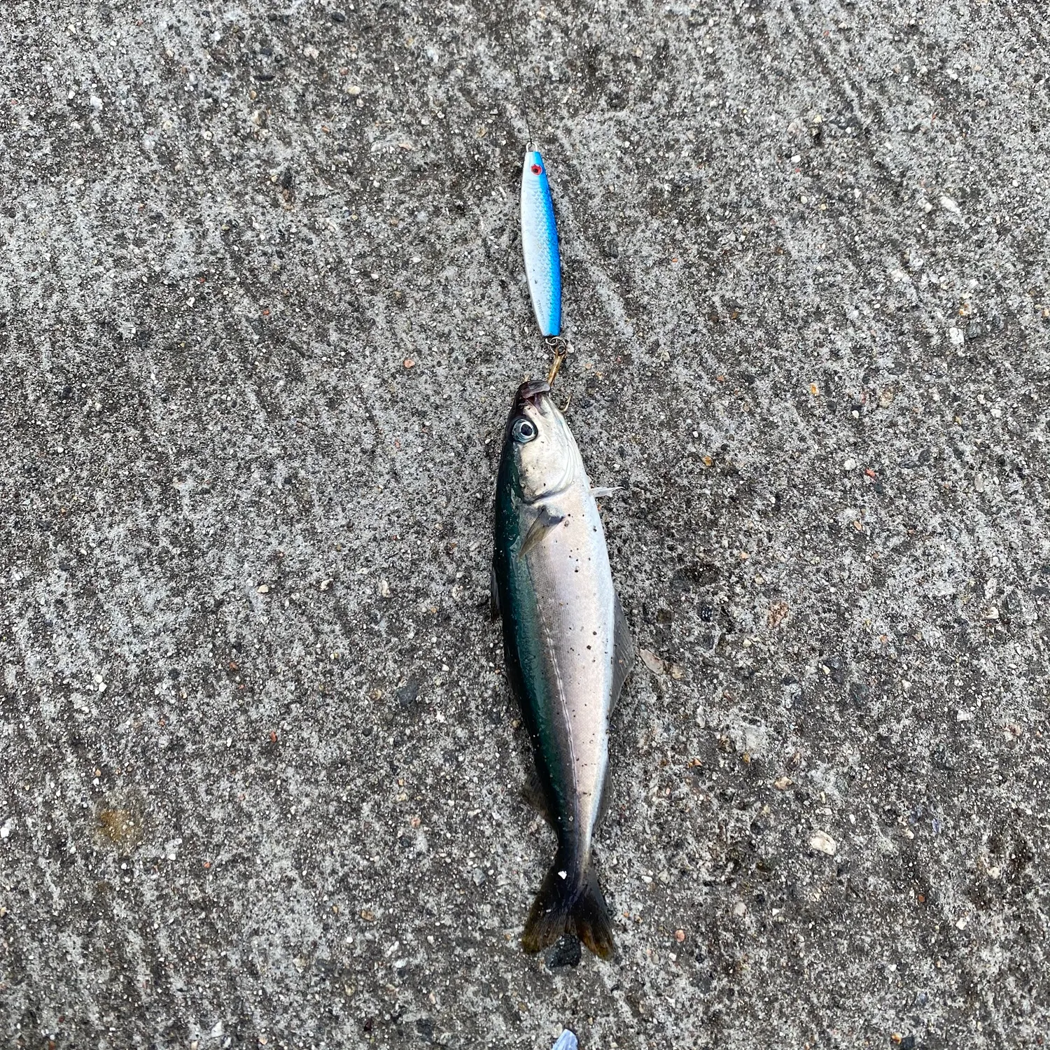 The most recent Atlantic pollock catches on Fishbrain