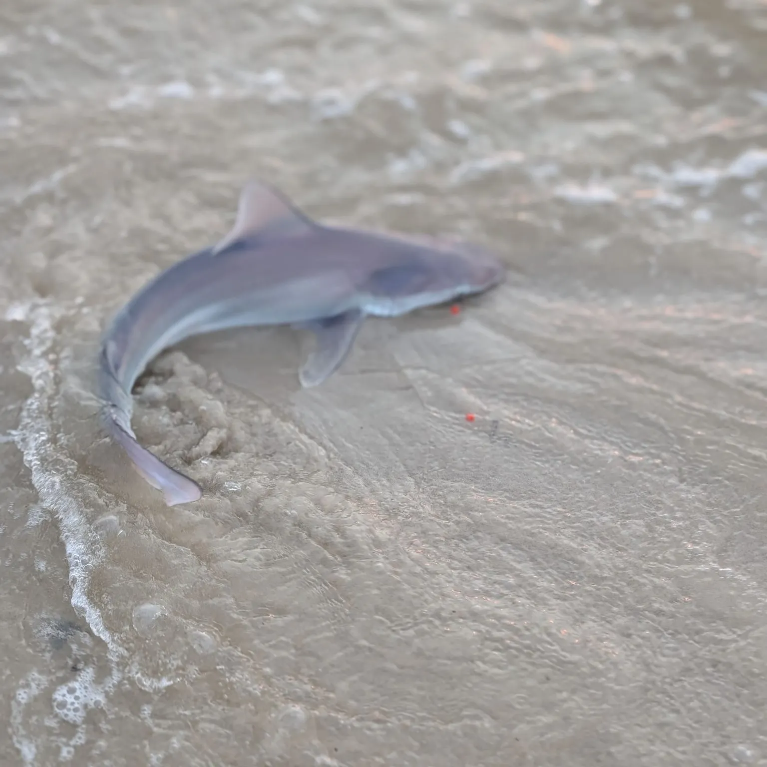 The most recent Sandbar shark catches on Fishbrain