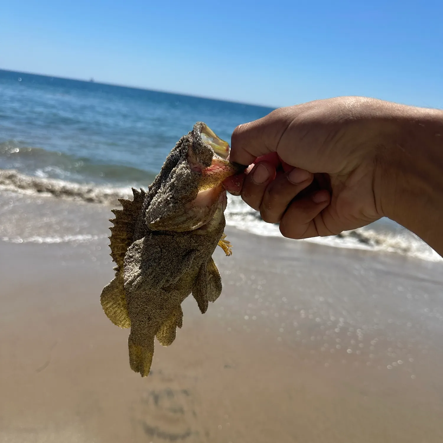 Grass rockfish caught on Fishbrain
