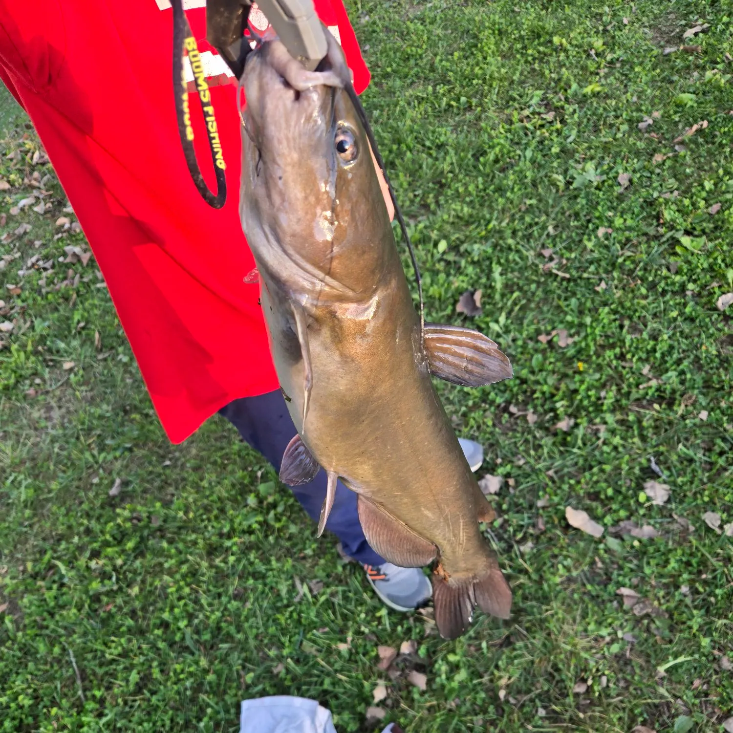 Channel catfish caught on Fishbrain