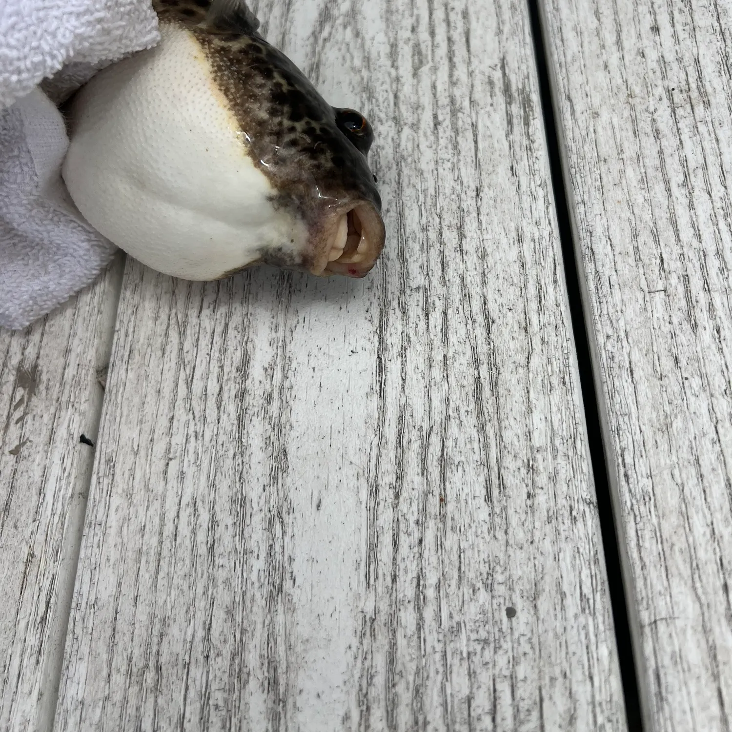 The most recent Southern puffer catches on Fishbrain
