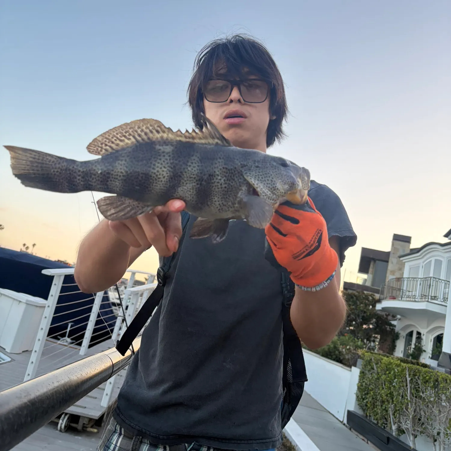 Spotted sand bass caught on Fishbrain