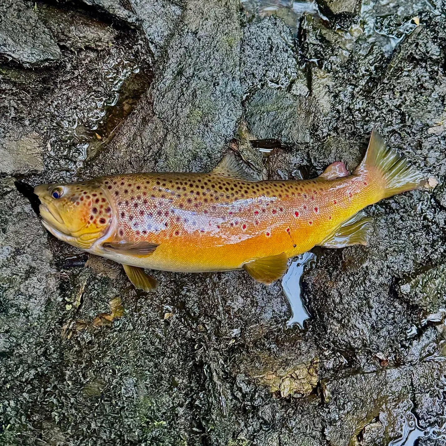 Brown trout caught on Fishbrain