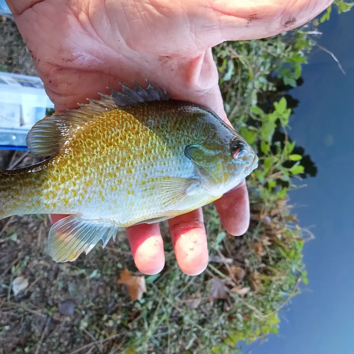 Redbreast sunfish caught on Fishbrain