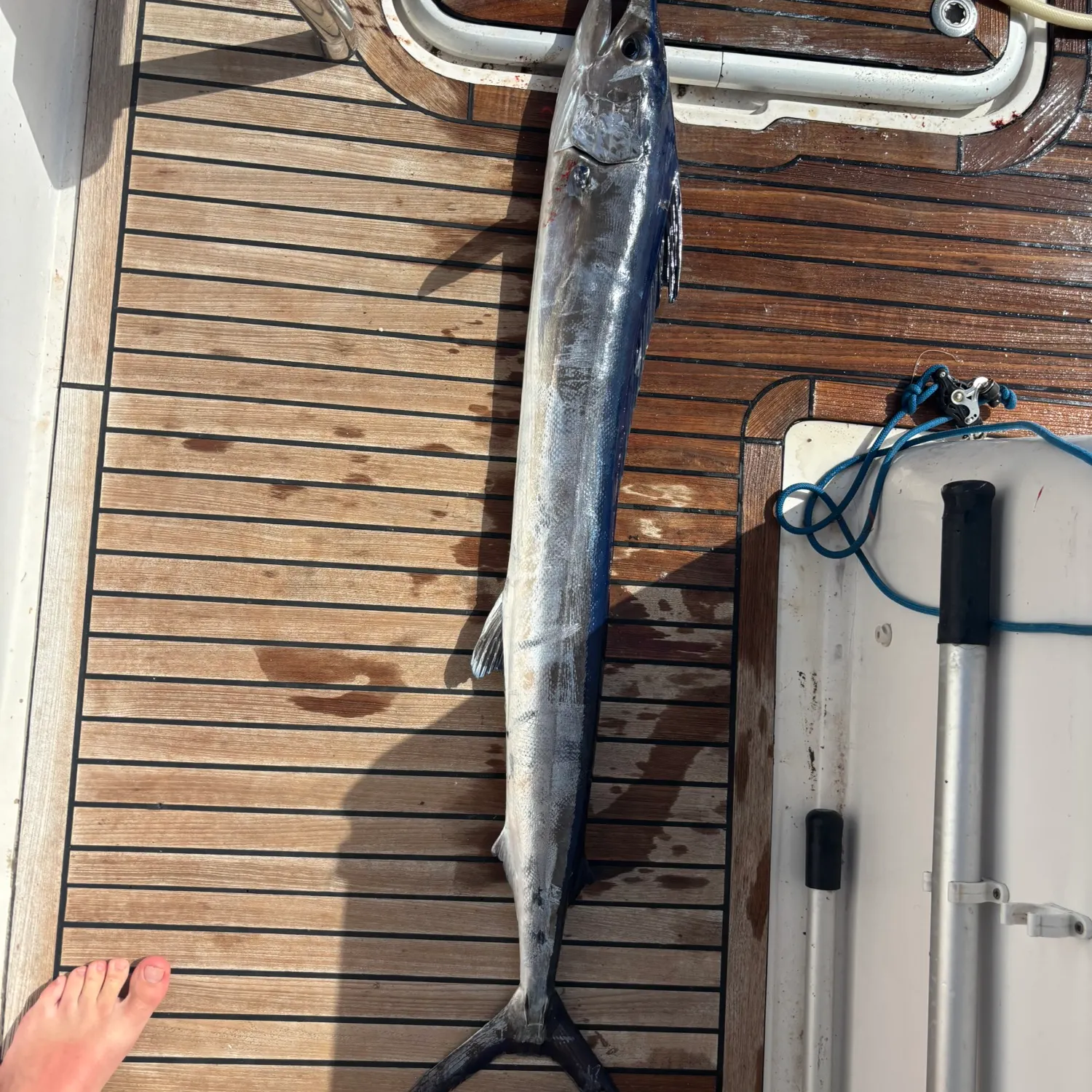 The most recent Roundscale Spearfish catches on Fishbrain