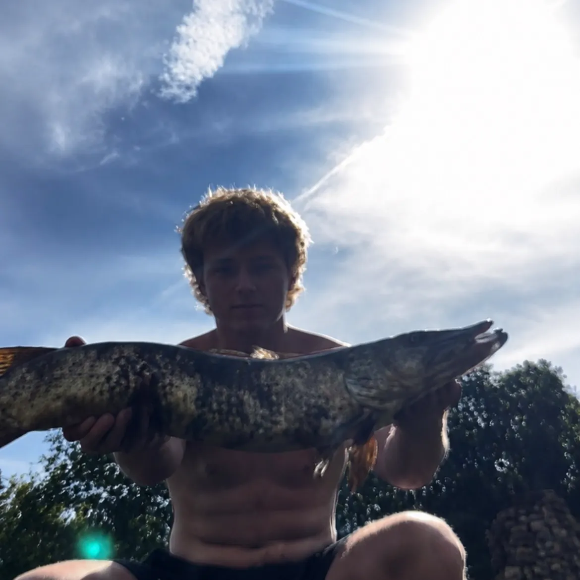 Northern pike caught on Fishbrain