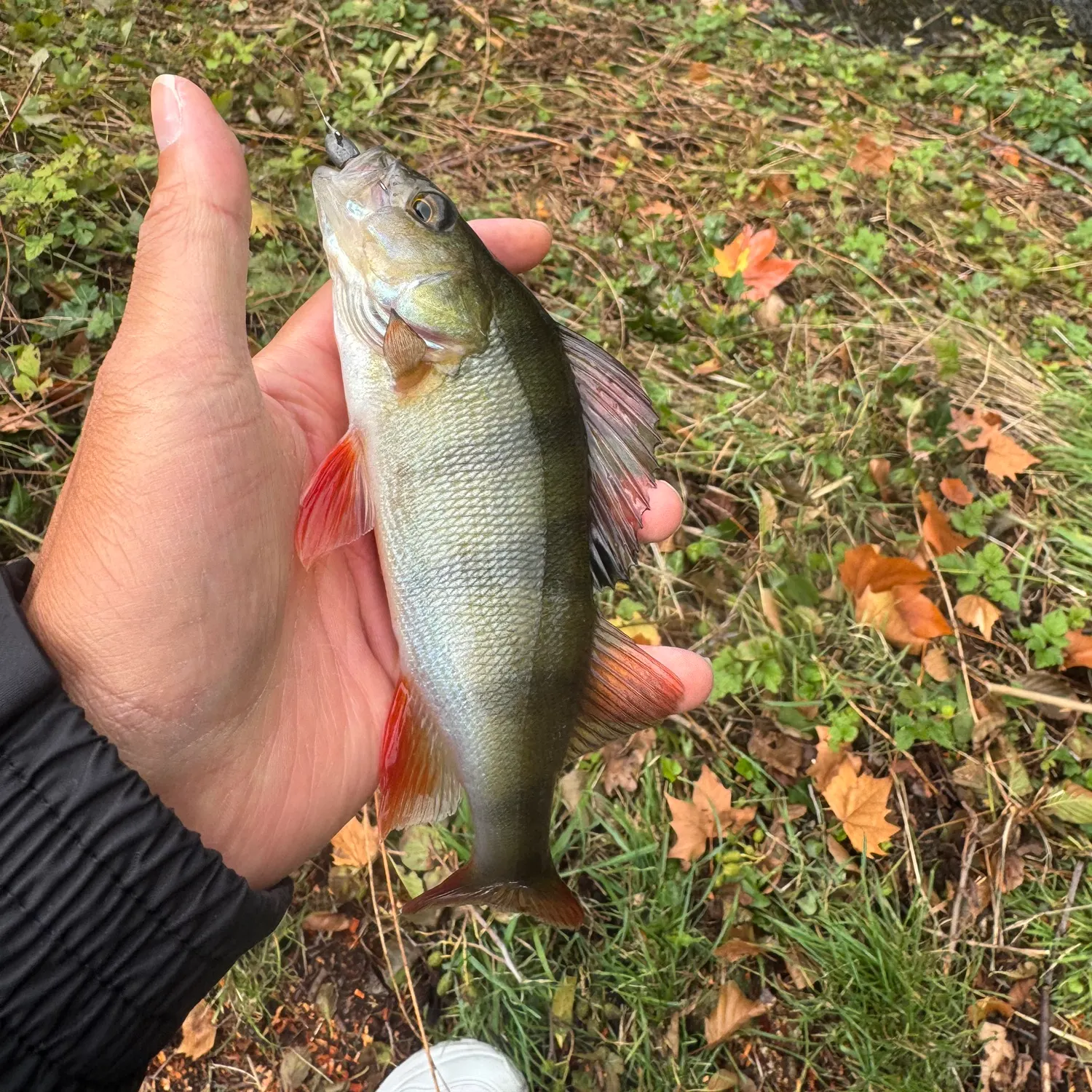 European perch caught on Fishbrain