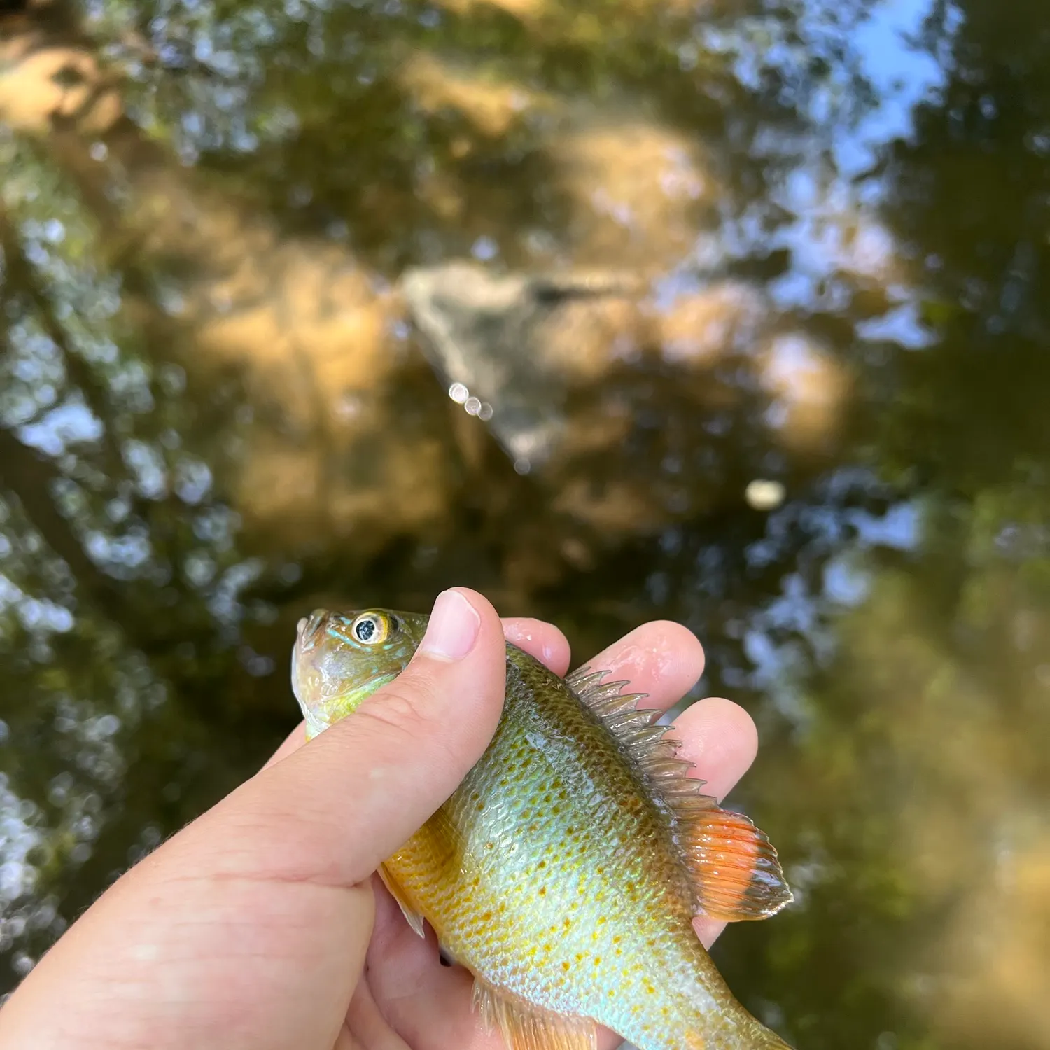 Longear sunfish caught on Fishbrain