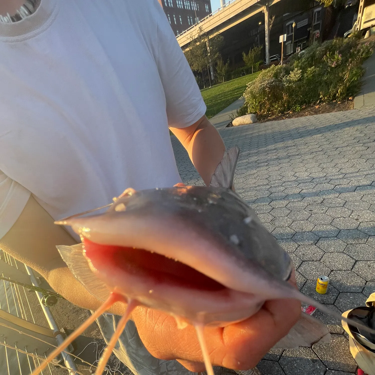 Blue catfish caught on Fishbrain