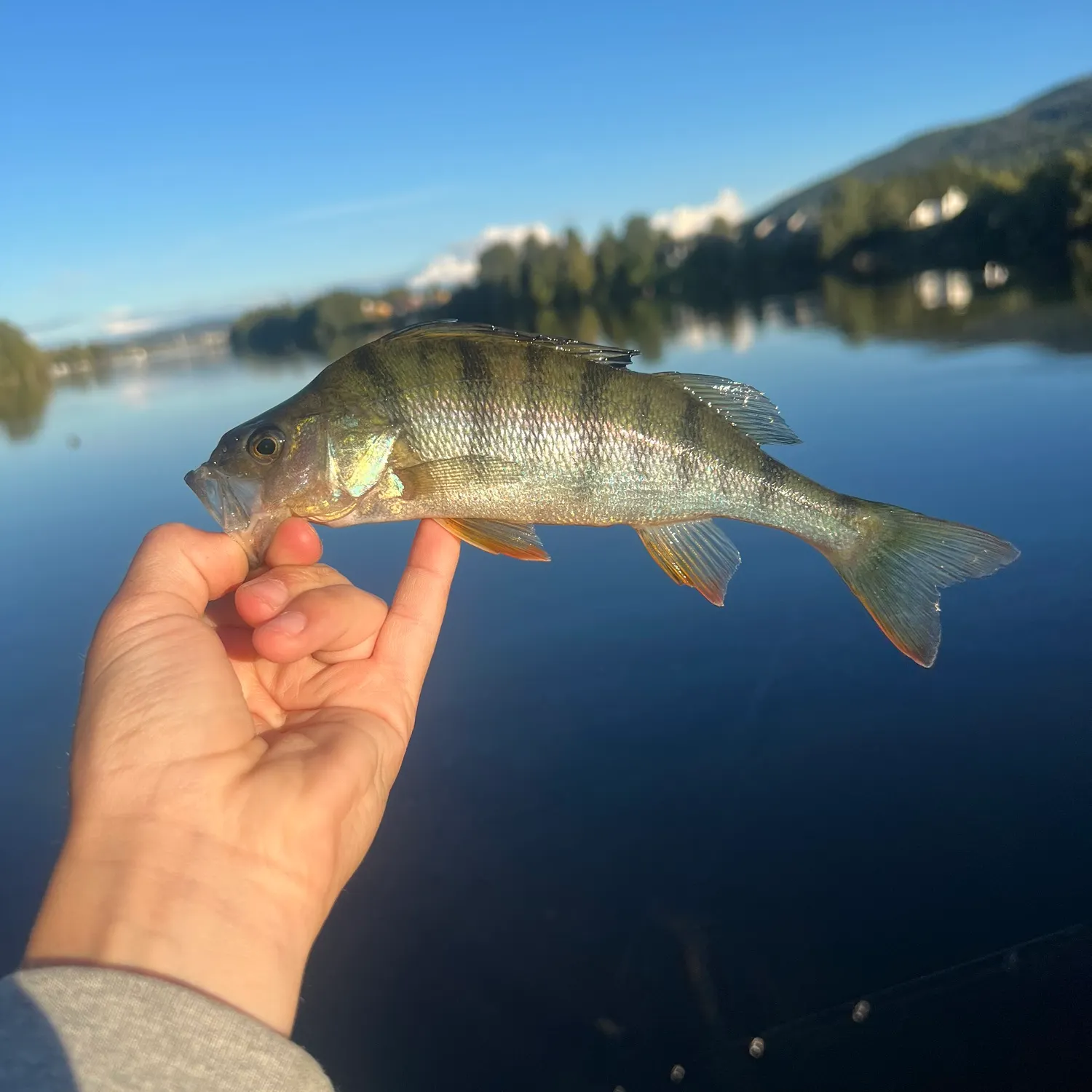 European perch caught on Fishbrain