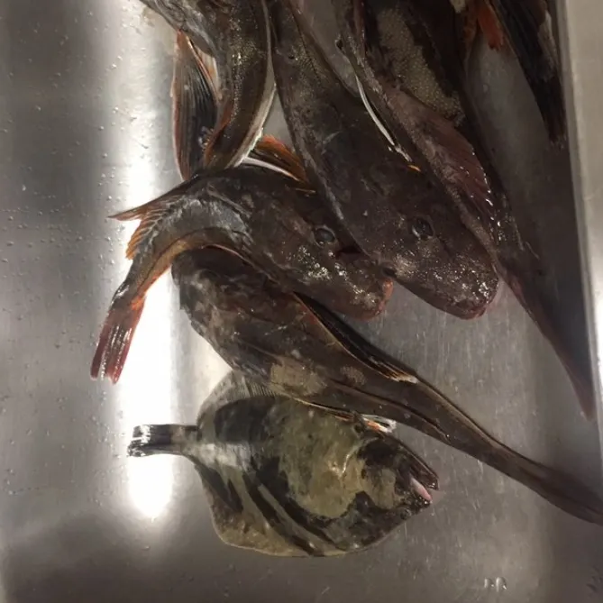 Atlantic peacock flounder caught on Fishbrain