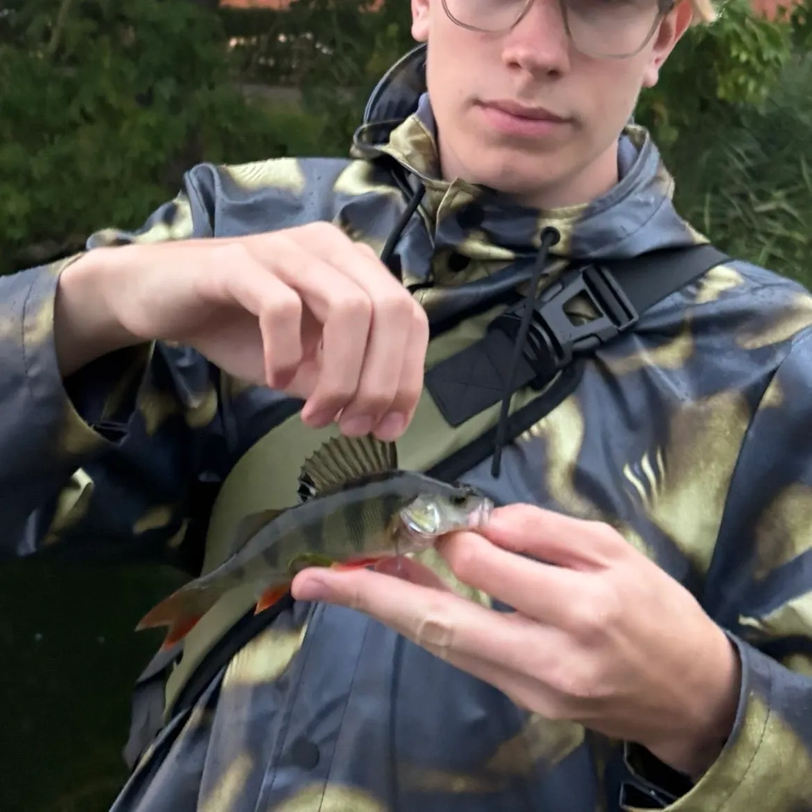 European perch caught on Fishbrain