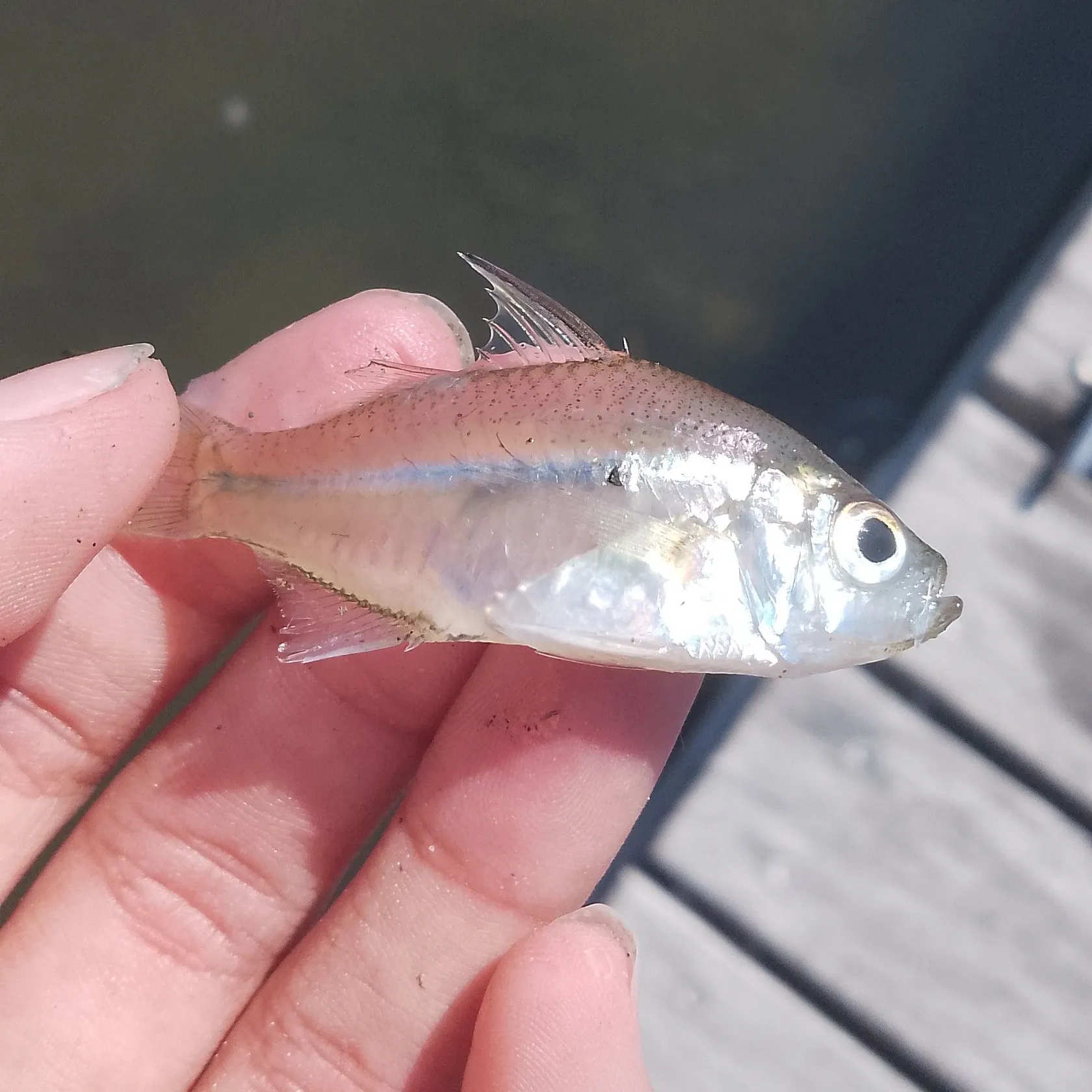 The most recent Bay anchovy catches on Fishbrain