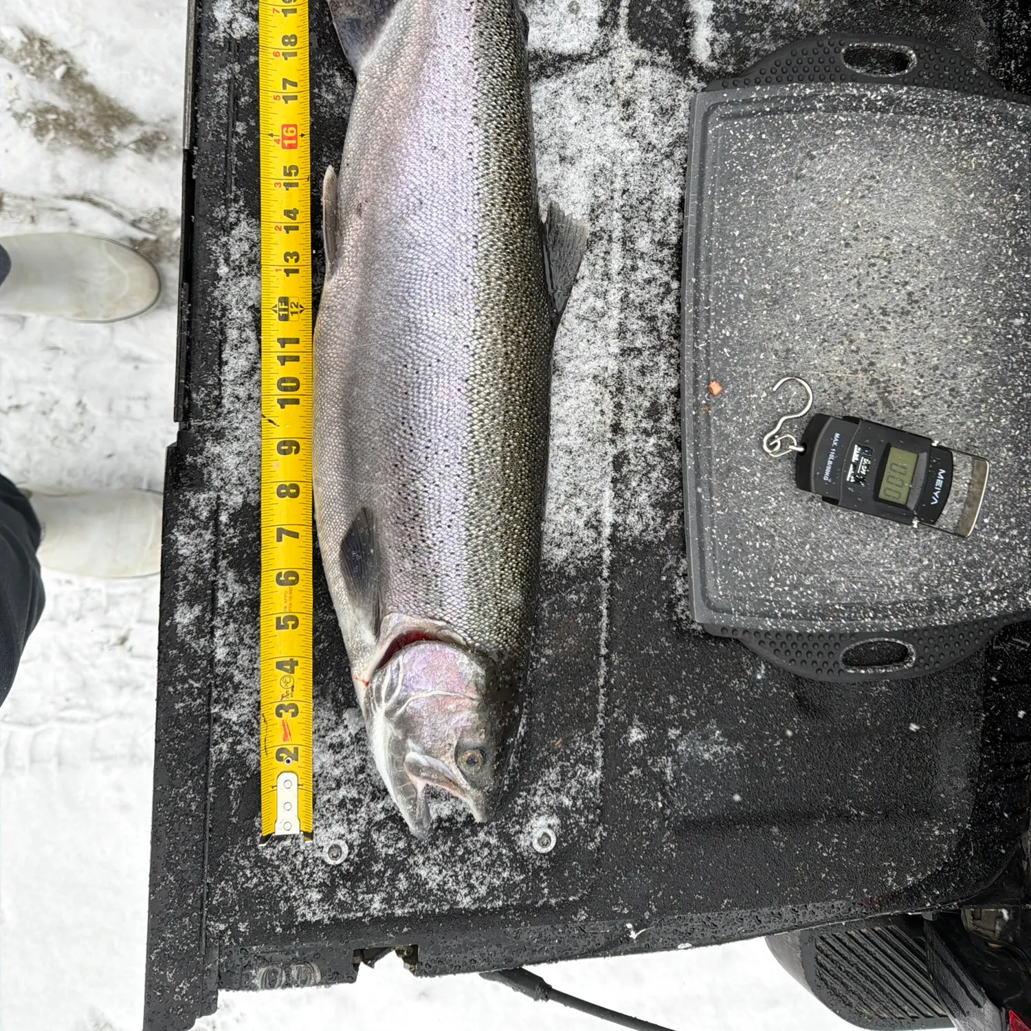 The most recent Steelhead catches on Fishbrain