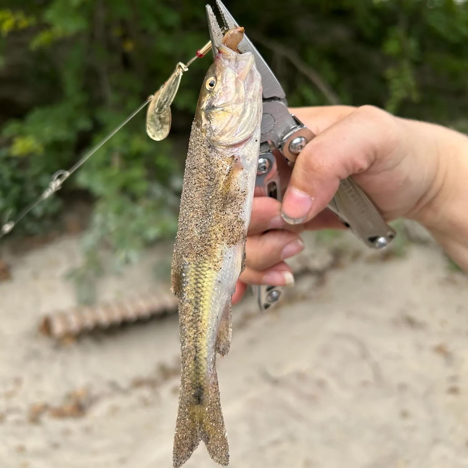 Creek chub caught on Fishbrain