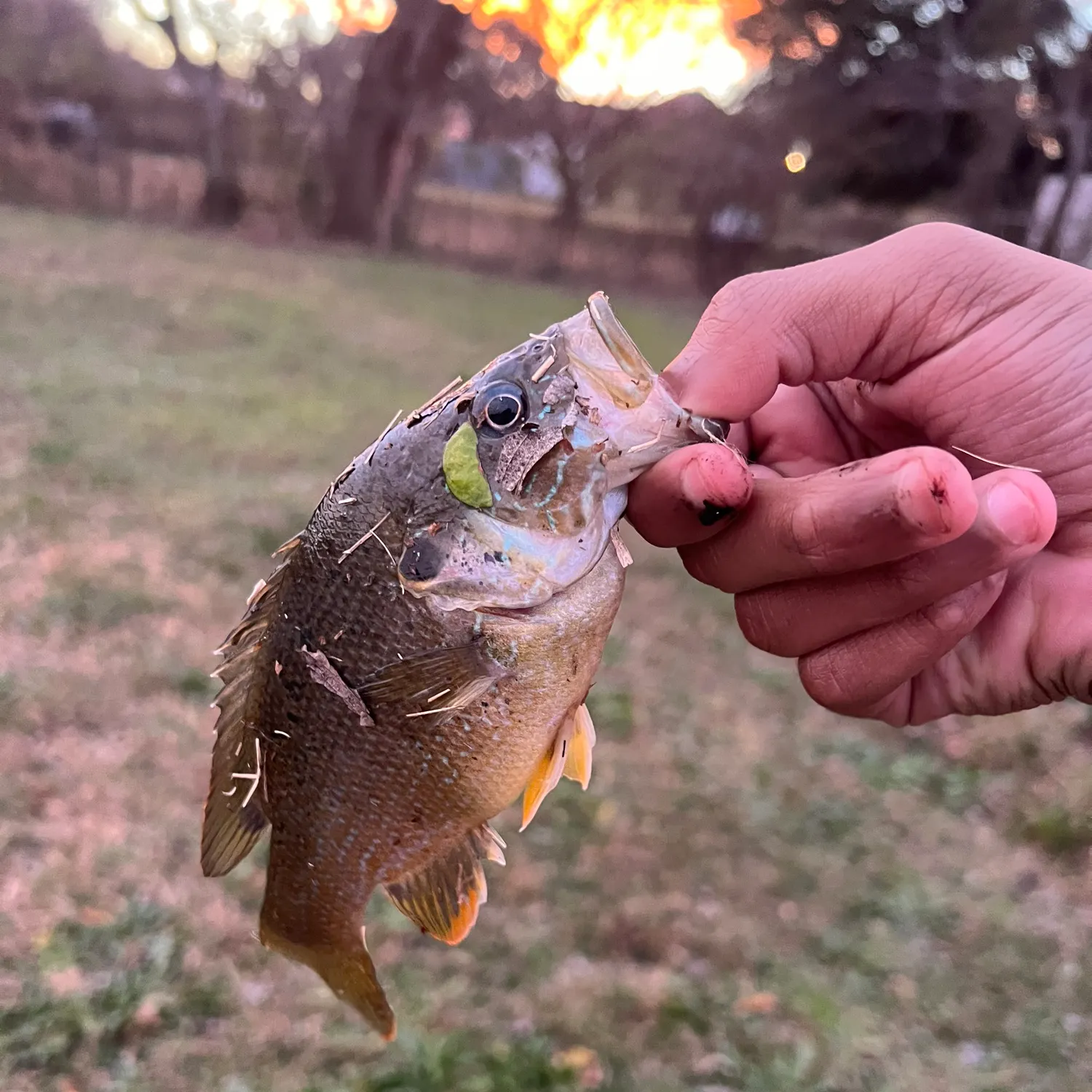The most recent Green sunfish catches on Fishbrain