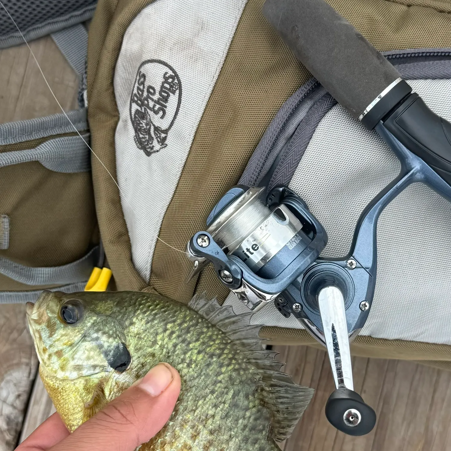 Bluegill caught on Fishbrain