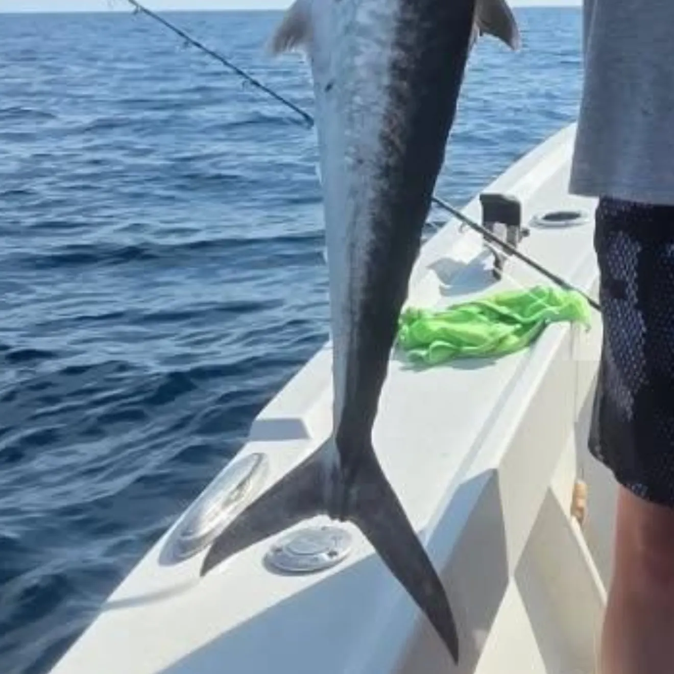 The most recent King mackerel catches on Fishbrain