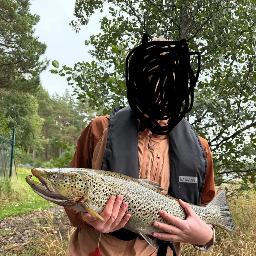Sea trout caught on Fishbrain