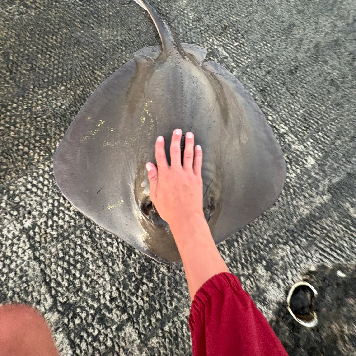 The most recent Diamond stingray catches on Fishbrain