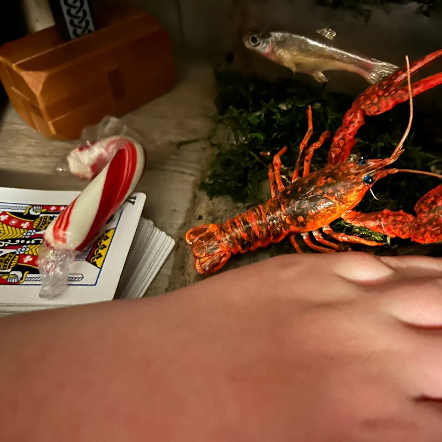 The most recent Red swamp crayfish catches on Fishbrain