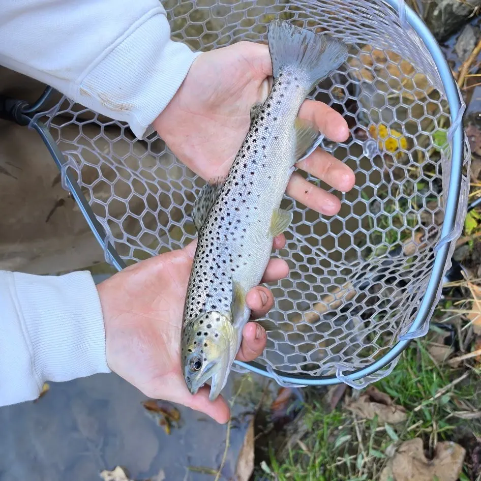 Brown trout caught on Fishbrain