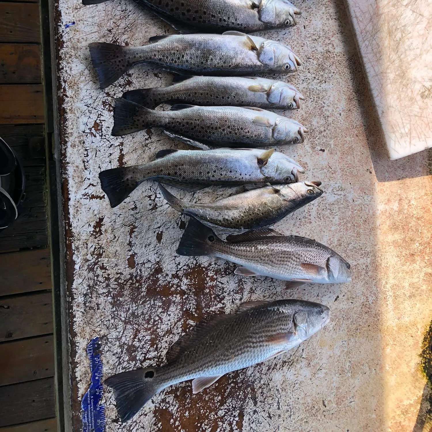 recently logged catches